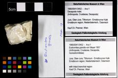 Foto (Objekt + Etiketten) von Eodromites grandis (von Meyer 1857) 